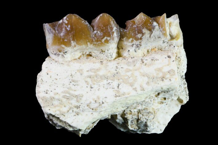 Fossil Horse (Mesohippus) Jaw Section - South Dakota #157464